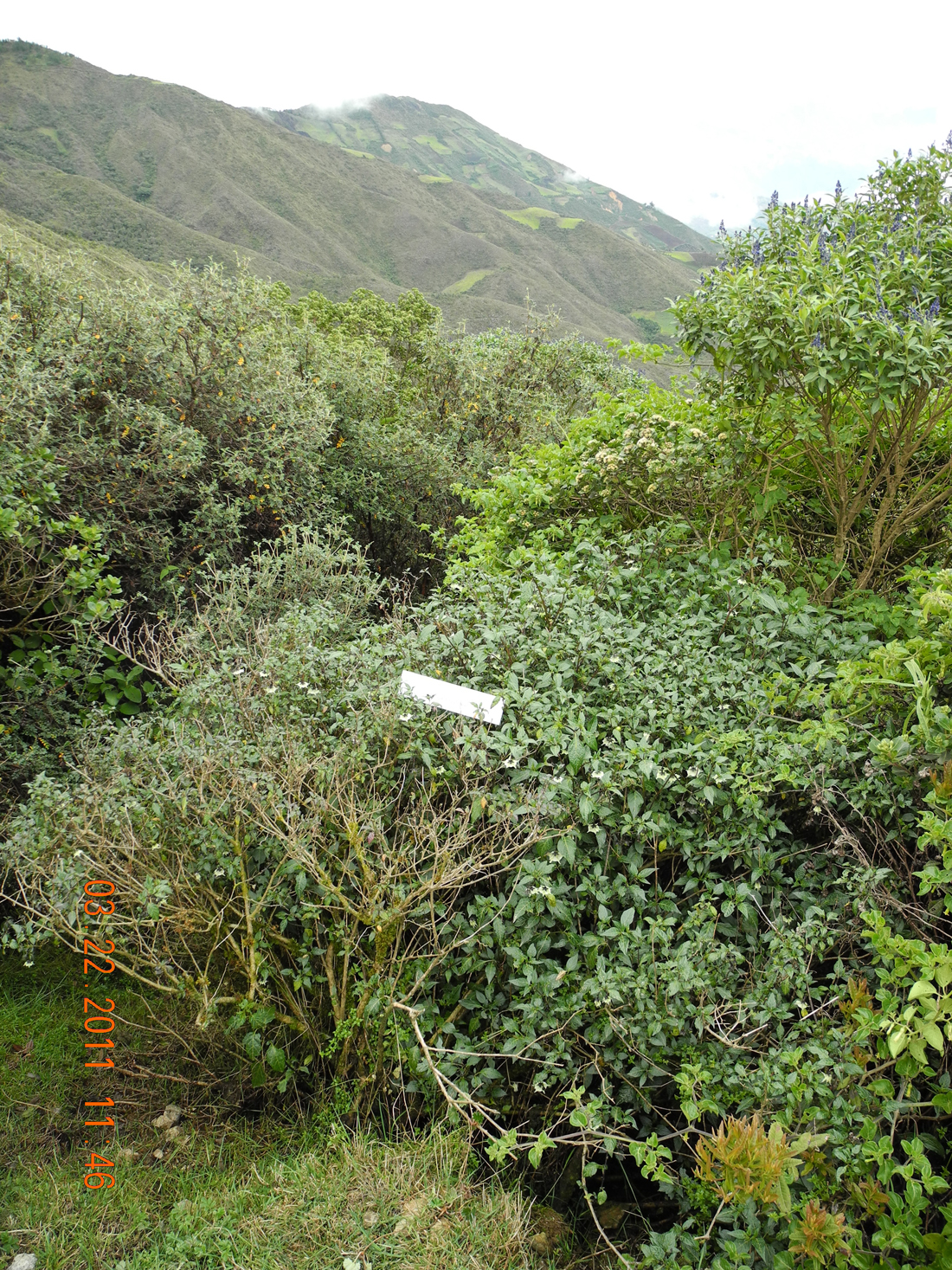 Jaltomata shrub with surrounding habitat
